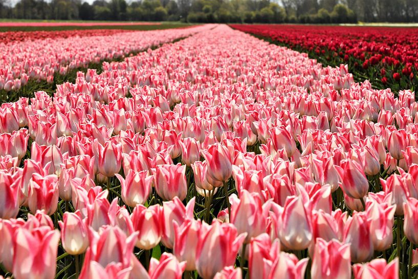Tulpen van Marco van de Pol