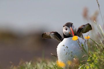 Puffin Iceland by Frank Fichtmüller