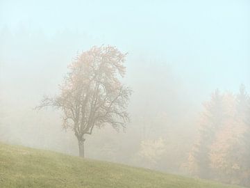 Herbsfarben in der Ostalb von Max Schiefele