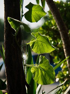 Plante grimpante au soleil du soir sur Ellen Nipshagen