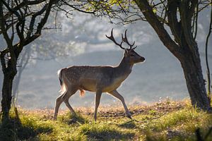 Damhirsche am Morgen von Ed Klungers