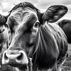 TW living - black white photo - cow 3 van TW living