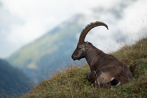 Alpensteinbock, Steinbock ( Capra ibex ) in den Schweizer Alpen, ruht im Gras in wunderschöner, wild