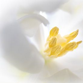 White Tulip by Karin Tebes