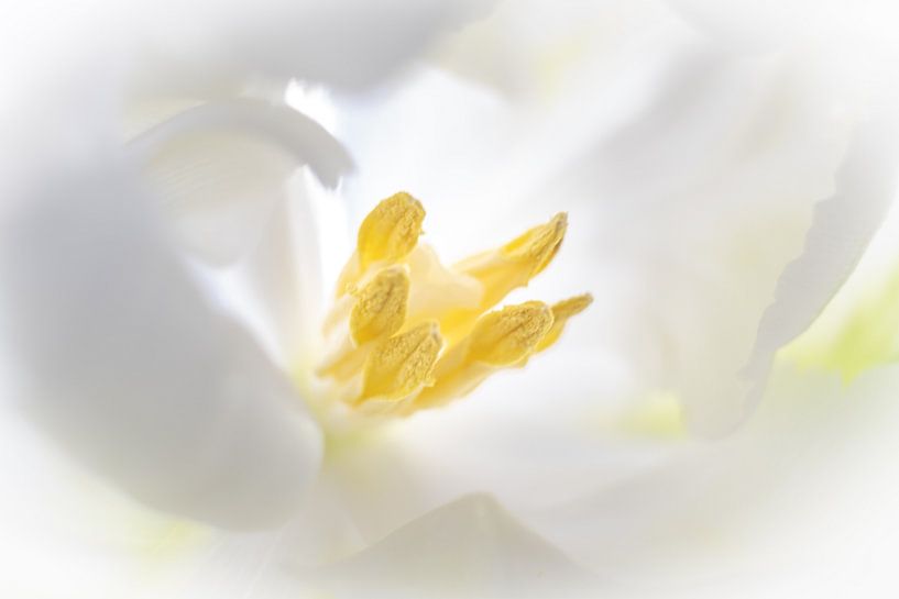 White Tulip by Karin Tebes