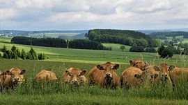 Curious cows by Ina Roke