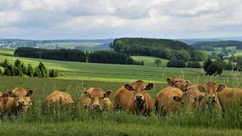 Curious cows