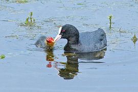 A coot with its chick in the Bourgoyen