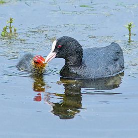 Blässhuhn mit Jungtier im Bourgoyen von Kristof Lauwers