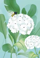 Witte Hortensia