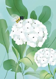 Weiße Hortensie von Ilse Thijs