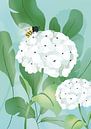 Witte Hortensia van Ilse Thijs thumbnail