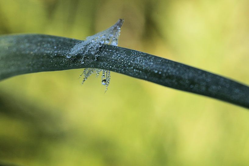 Pluisje in dauw by Frouwkje Fotografie