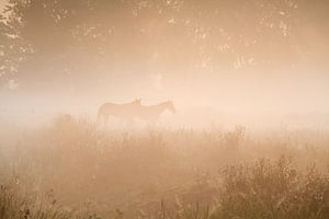 Sunshine shower by Olha Rohulya