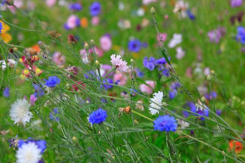 Flower meadow