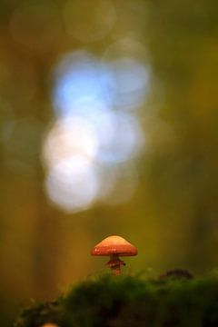 Sprookjesachtige paddenstoelen in het herfstbos van Thomas Jäger