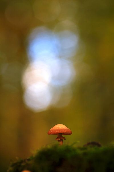 Fairytale mushrooms in the autumn forest by Thomas Jäger