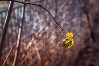 Leaf on a blackberry bush in the winter