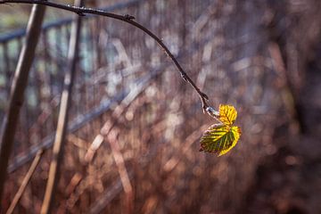 Feuille d'un mûrier en hiver sur Idema Media