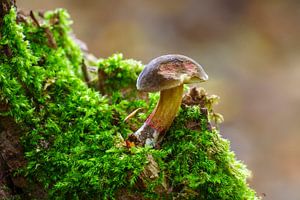 Boletuszwam op een bemoste boomstam in een loofbos in de herfst
