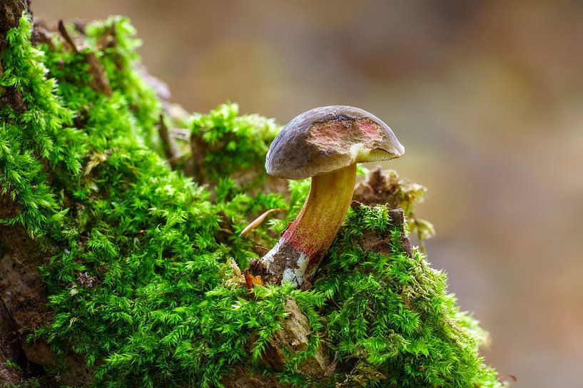 Röhrling Pilz wächst auf einem bemoosten Baumstamm in einem Laubwald im Herbst von Mario Plechaty Photography