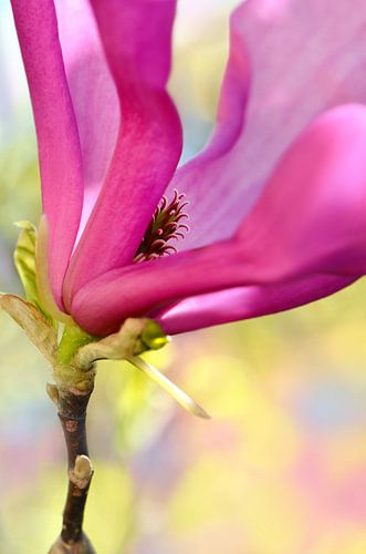 Magnolia
