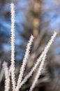 Frosted sprigs by Adelheid Smitt thumbnail