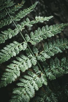 Leaf of a fern by Jan Eltink