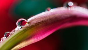 Blumen mit Regentropfen
