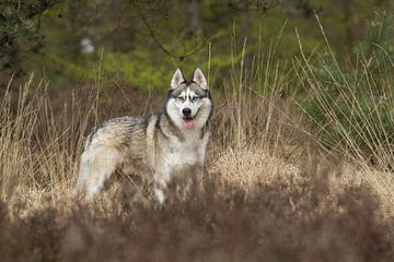 Prachtige Siberische Husky in een heideveld van Dagmar Hijmans