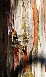 Holzstruktur