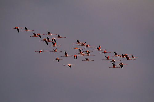 Flamingo's in de lucht van Willemijn Wolthaus