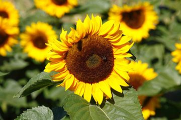 Zonnebloemen (Helianthus annuus), Bremen, Duitsland, Europa