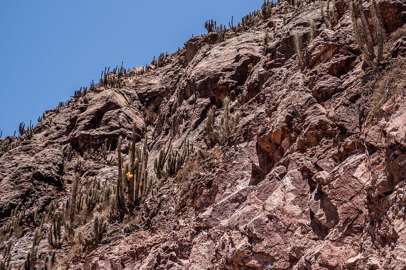 Natur im Elqui-Tal von Thomas Riess