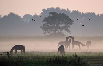 Paarden in de mist von Jitske Van der gaast