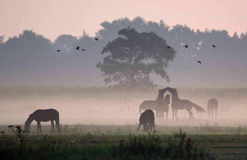 Paarden in de mist van Jitske Van der gaast