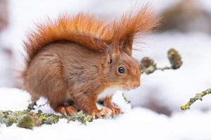 Écureuil dans la neige sur Servan Ott
