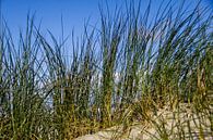 Strandhafer auf holländischer Stranddüne von Peter van Weel Miniaturansicht