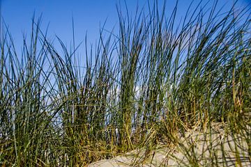 Helmgras op Nederlandse strand duin van Peter van Weel