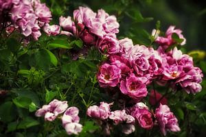 Wild Roses I