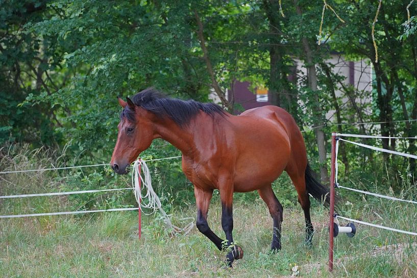 Trakehner Feldmeyer in the pasture by Babetts Bildergalerie