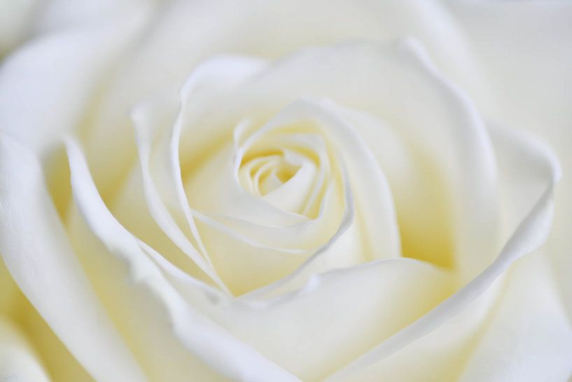Leinwand mit einer Nahaufnahme einer Rose von Jeroen Jonker