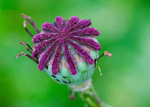 Zaaddoos van papaver von Ina Hölzel