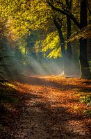 Sun harps