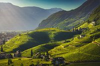 Uitzicht op wijngaarden in Santa Maddalena, Bozen. Zuid-Tirol