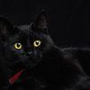Le chat noir von Lex Schulte