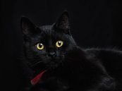 Le chat noir von Lex Schulte Miniaturansicht