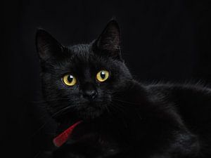 Le chat noir