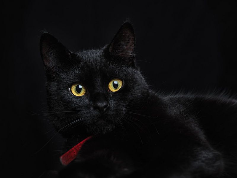 Le chat noir von Lex Schulte