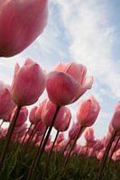Tulpenzee
